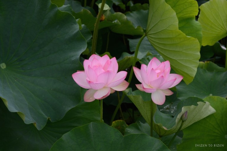 624820140721DSC_1586