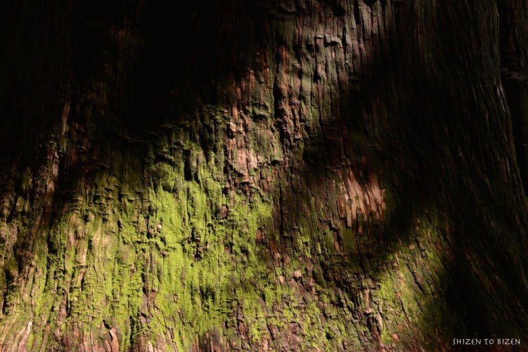 67862014kumanoDSC_2251