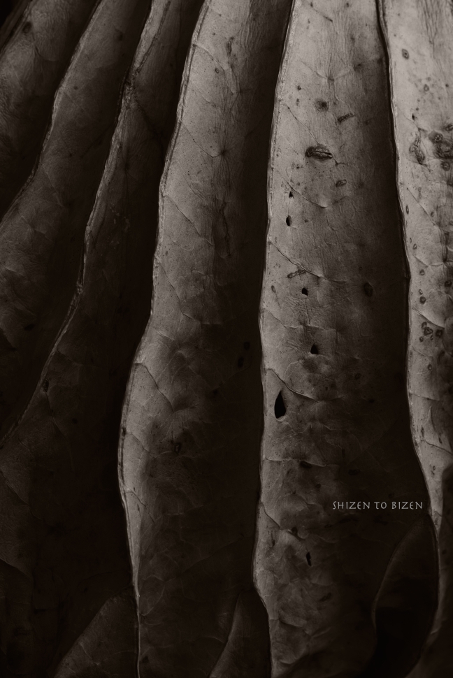 855620141026DSC_5033