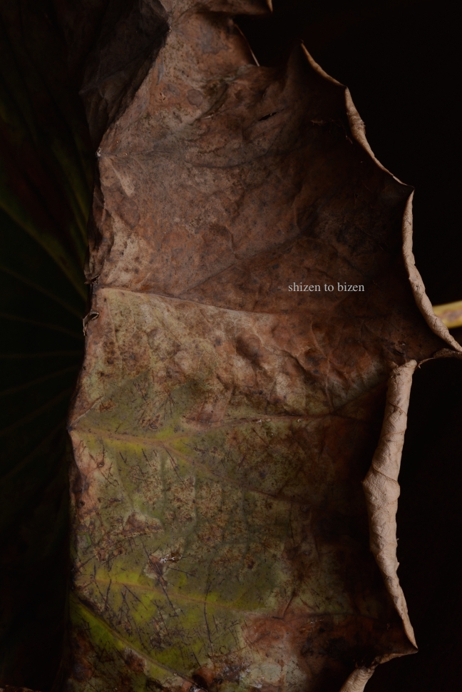 900020141110DSC_5833