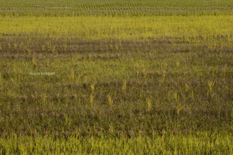 910220141110DSC_5959