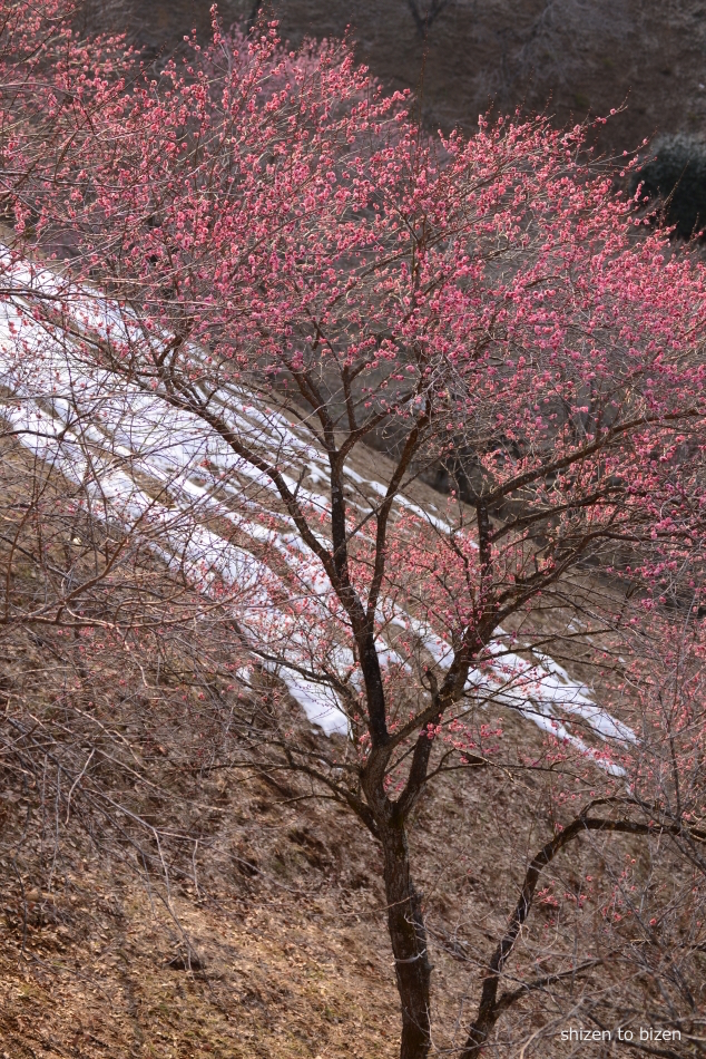 336320140317DSC_7155