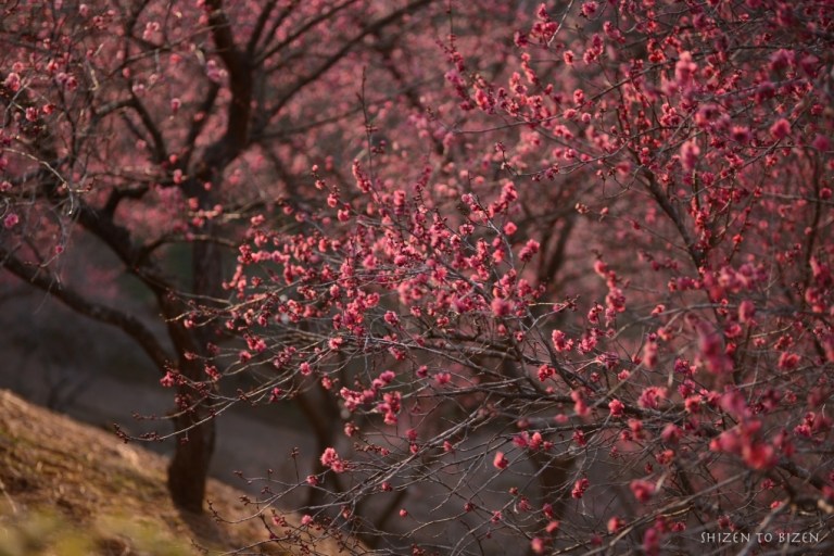 340320140317DSC_7177