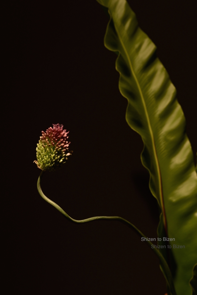 145822015wakimotoexDSC_4139