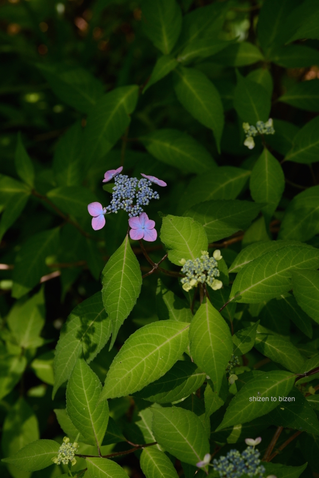 1606520150601DSC_5907