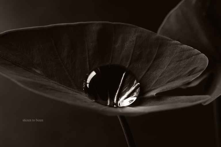 16338soga2015exiDSC_6286