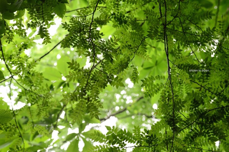 1799420150727DSC_8747