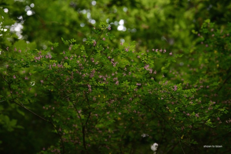 1800420150727DSC_8776