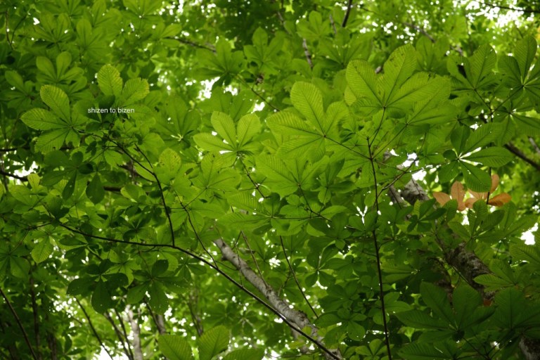 1801120150727DSC_8785