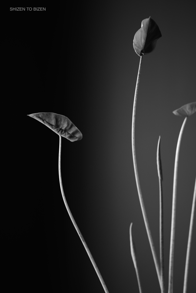 18317yatsugashiraDSC_9135