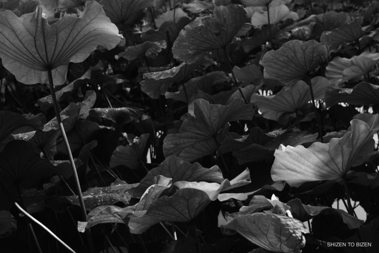 1843820150803DSC_9331