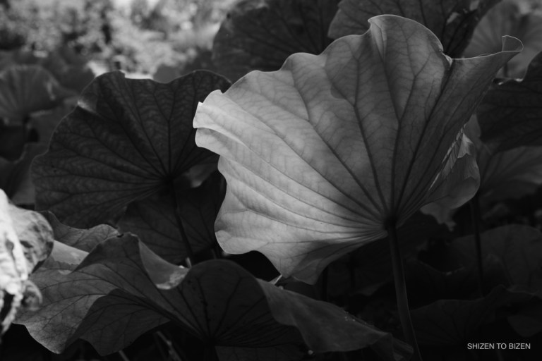 1843920150803DSC_9333