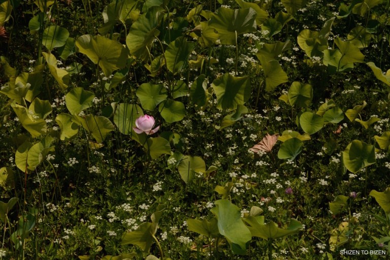 1849320150803DSC_9436