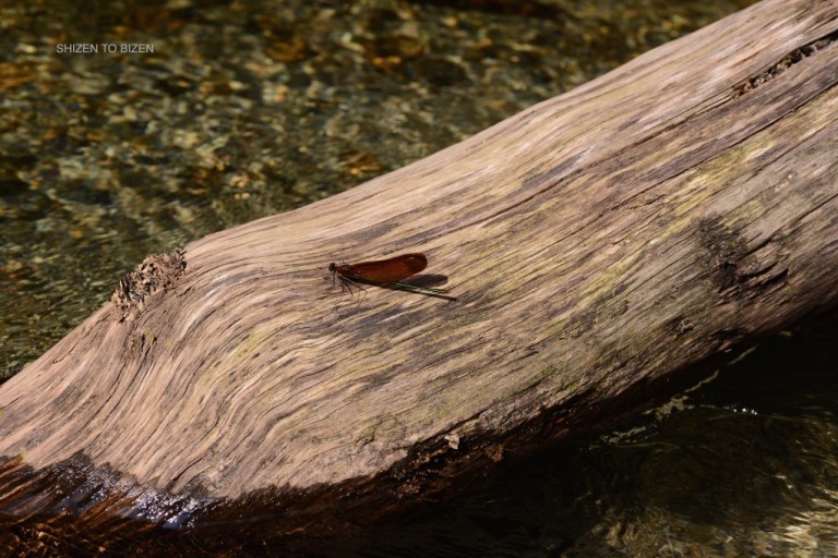 1863420150803DSC_9699