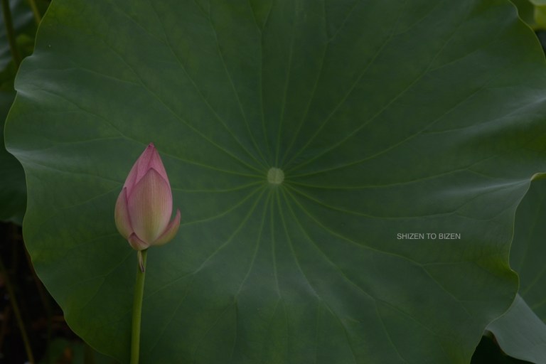 18934hasu0816DSC_0252