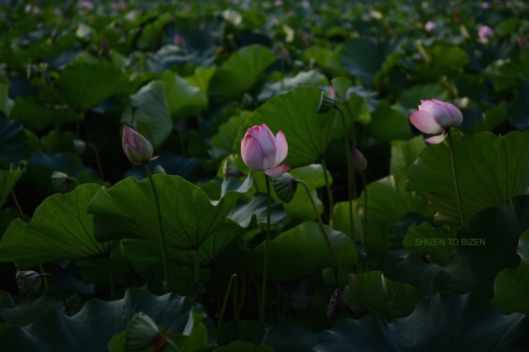 18947hasu0816DSC_0326