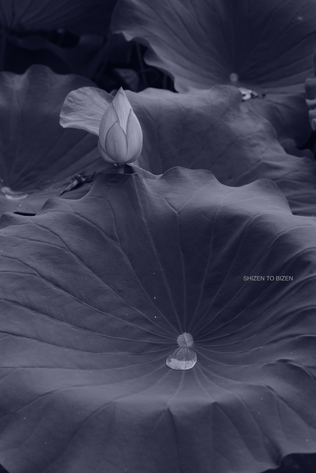 18956hasu0816DSC_0110