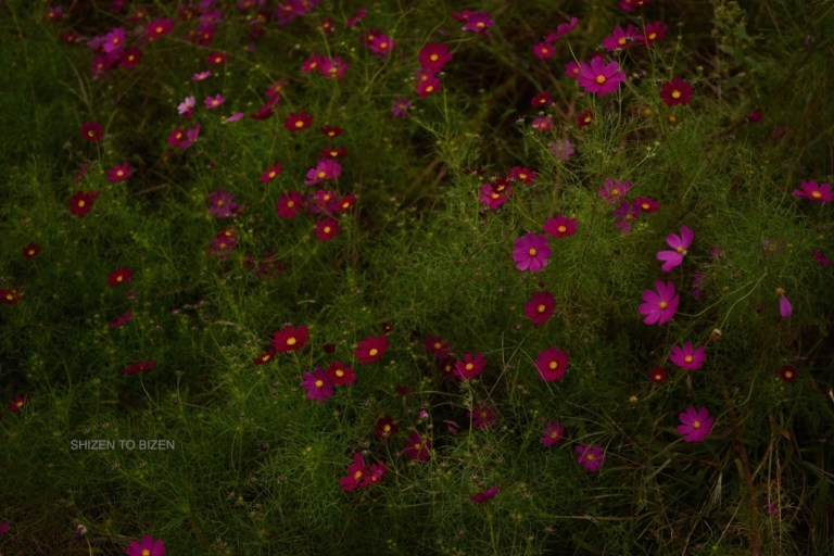 2015120151005DSC_1877