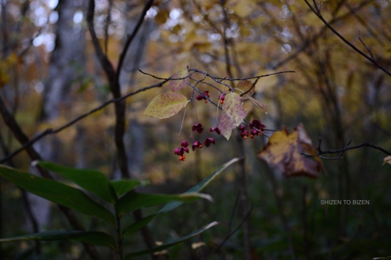 2040720151012DSC_2229