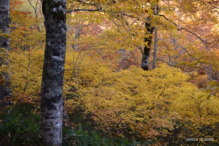 2041120151012DSC_2242