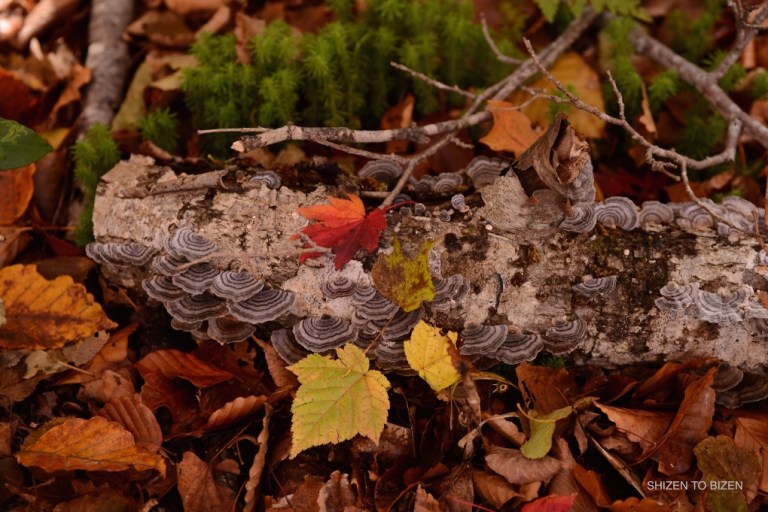 2042420151012DSC_2294