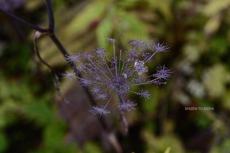 2042920151012DSC_2311