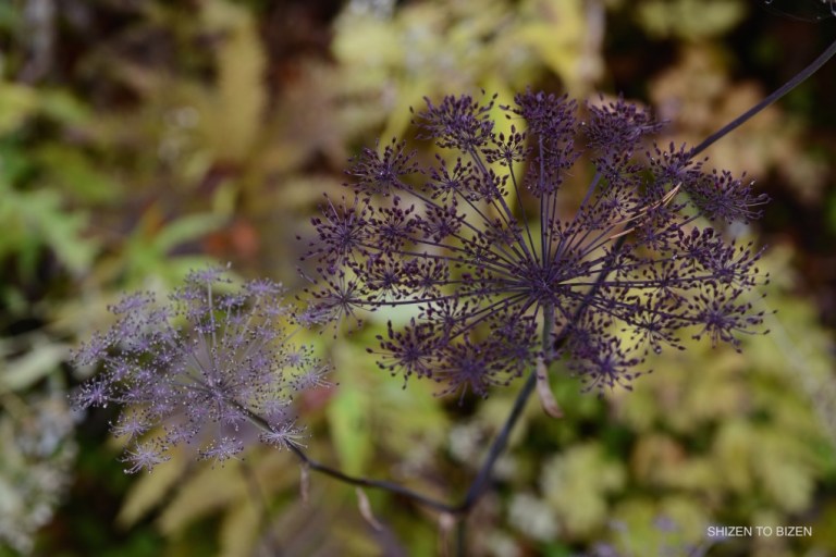 2043020151012DSC_2313