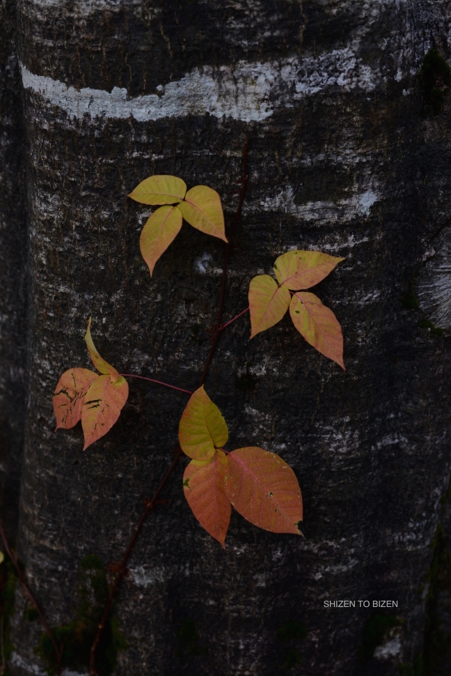 2043620151012DSC_2194