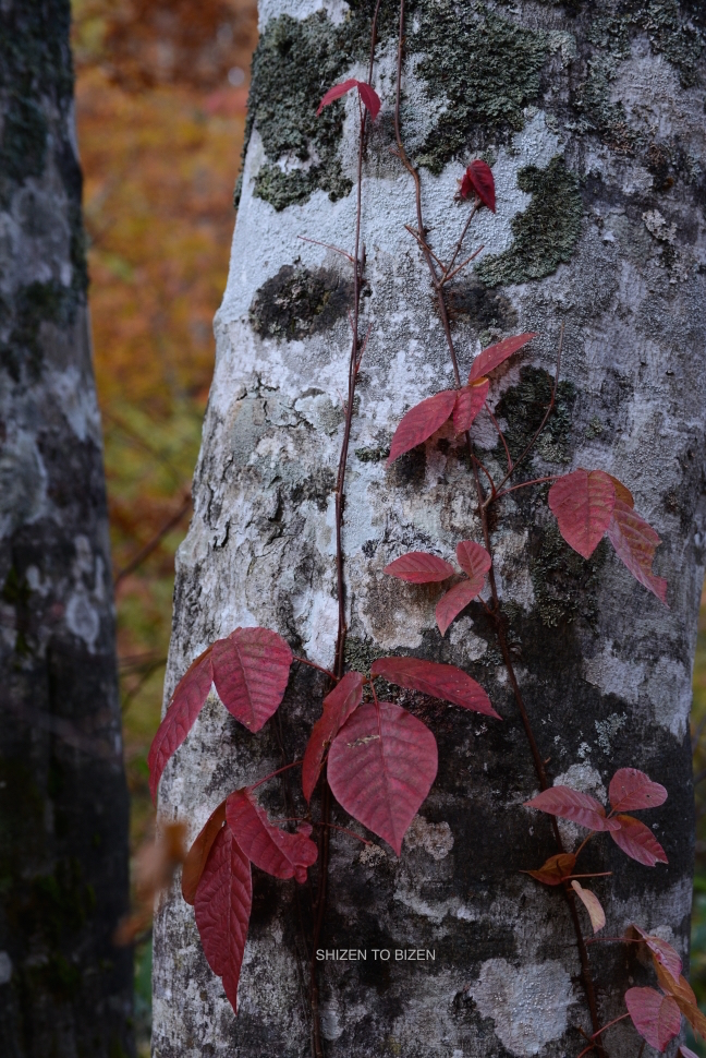 2043820151012DSC_2196