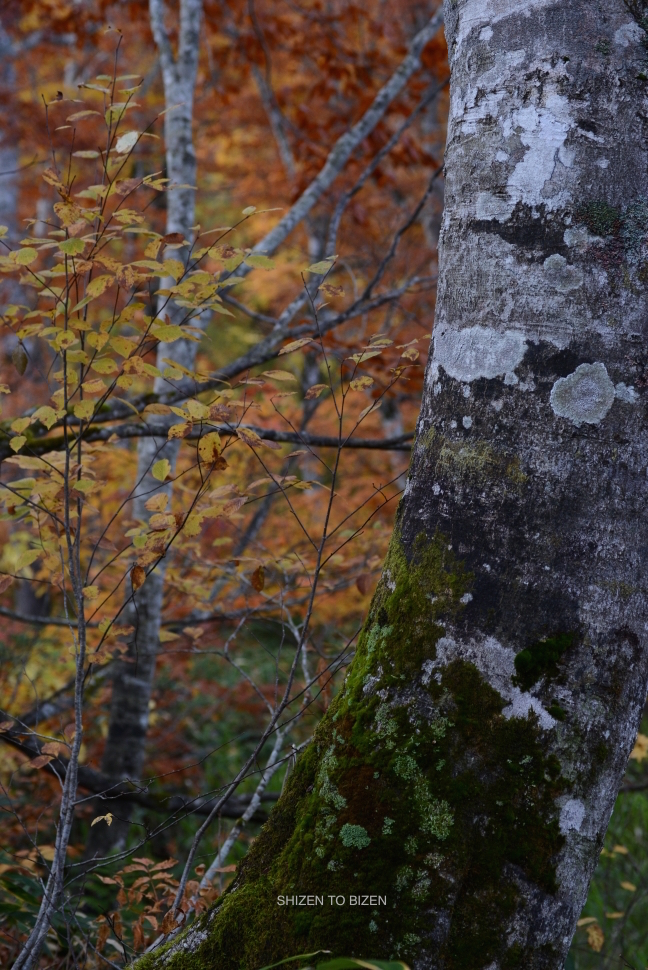 2044020151012DSC_2198