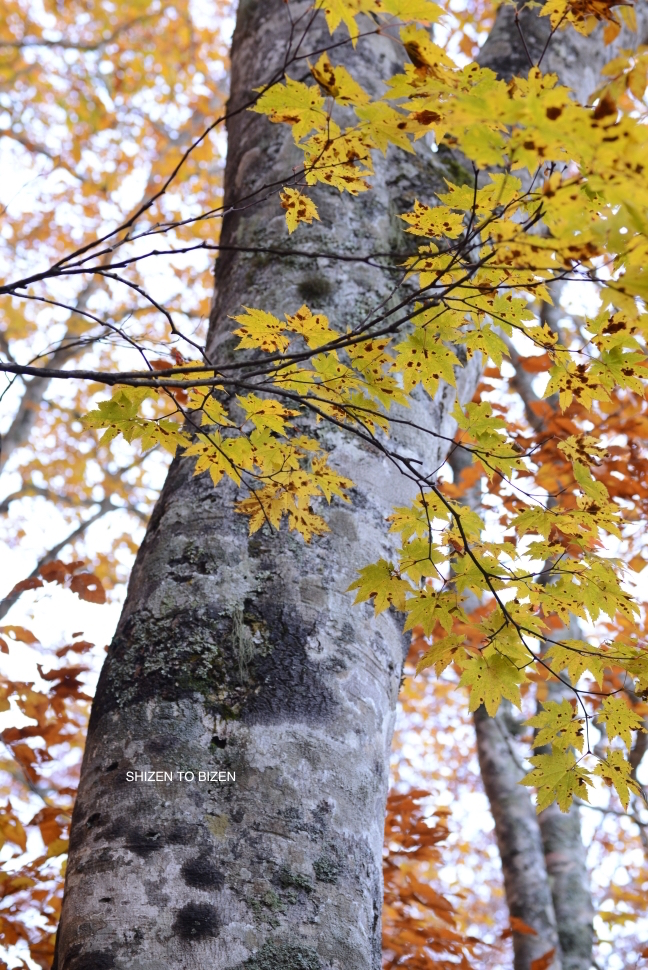 2044420151012DSC_2207