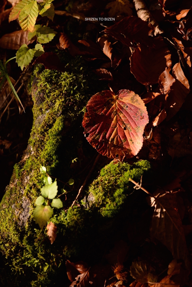 2044820151012DSC_2219