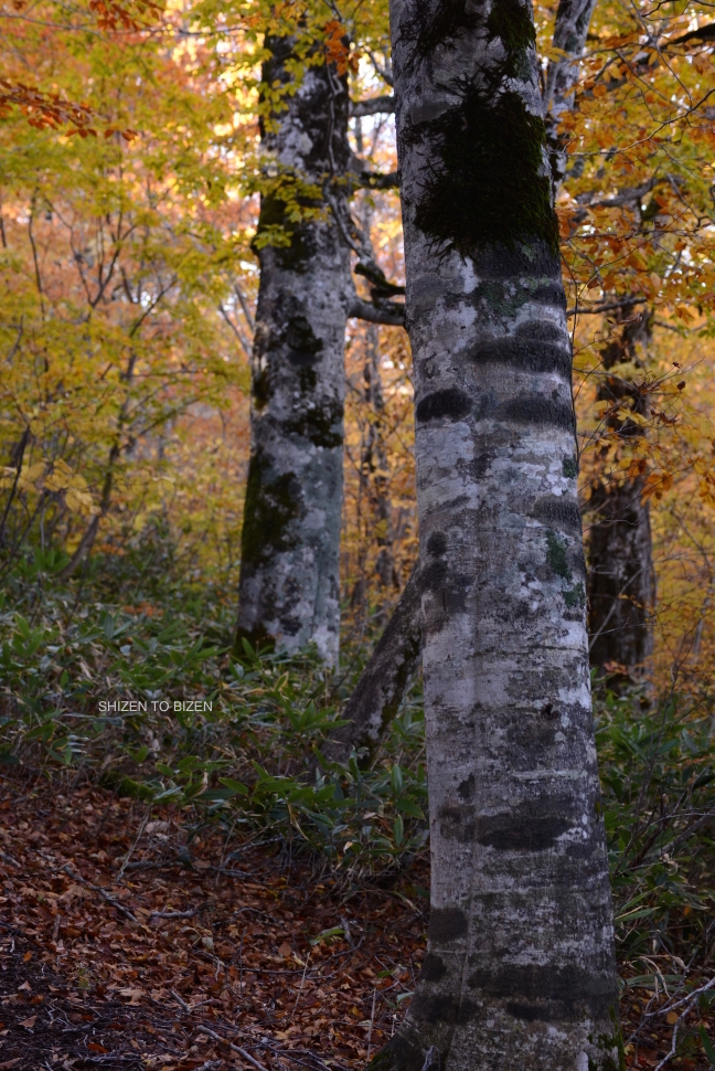 2045520151012DSC_2248