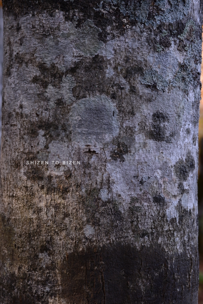 2045920151012DSC_2253