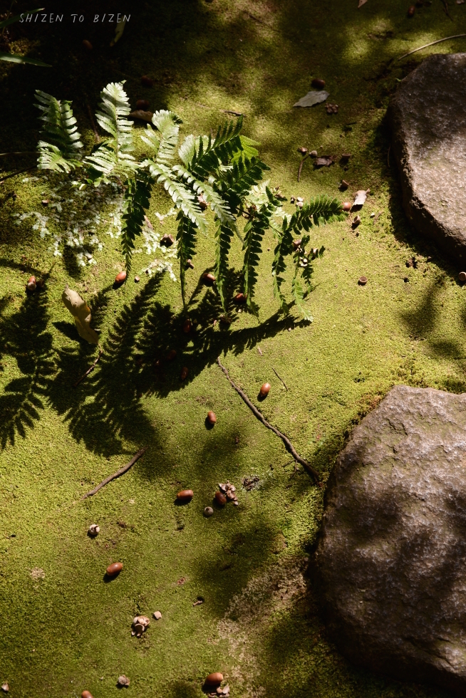 21001nezu2015octDSC_3255