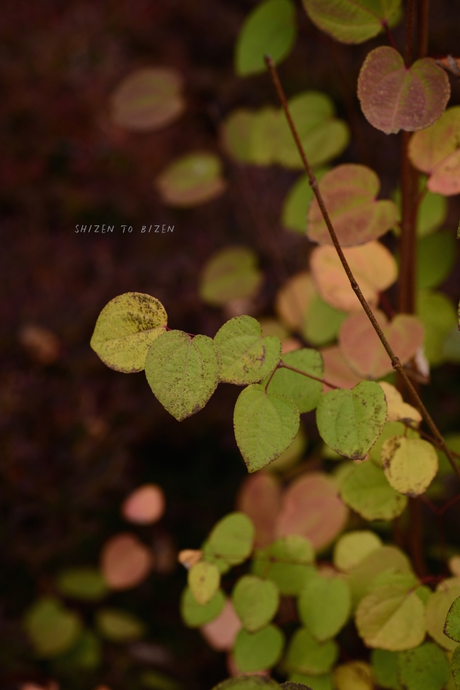 21133hakone2015nDSC_3521