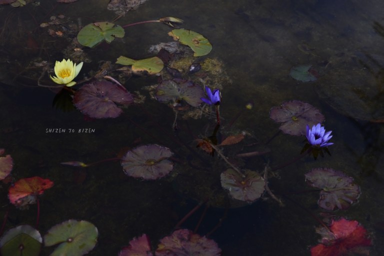 21203hakone2015nDSC_3468