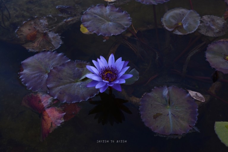 21210hakone2015nDSC_3478