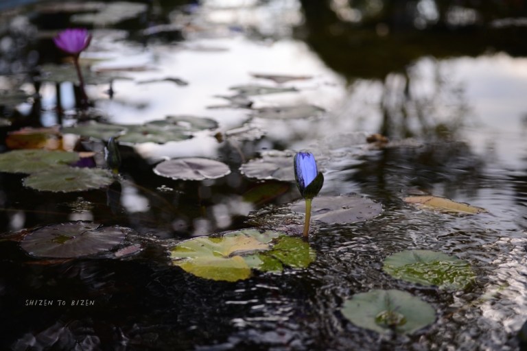 21213hakone2015nDSC_3485