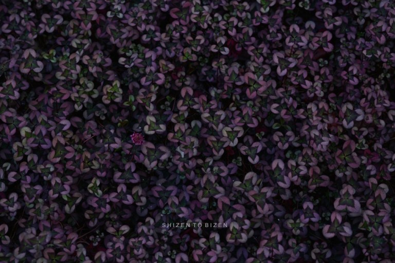 21217hakone2015nDSC_3499