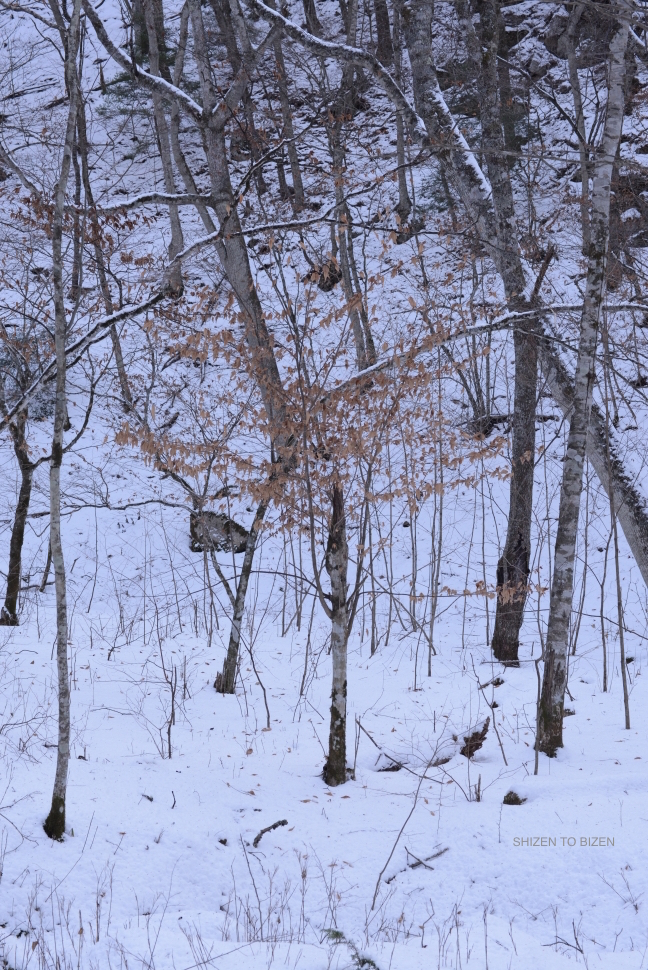 1158520150119DSC_0056