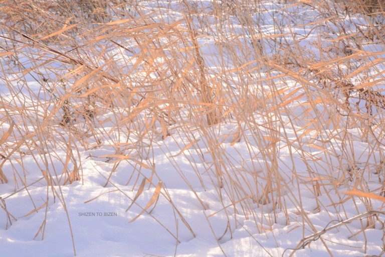 245620140210sDSC_6081