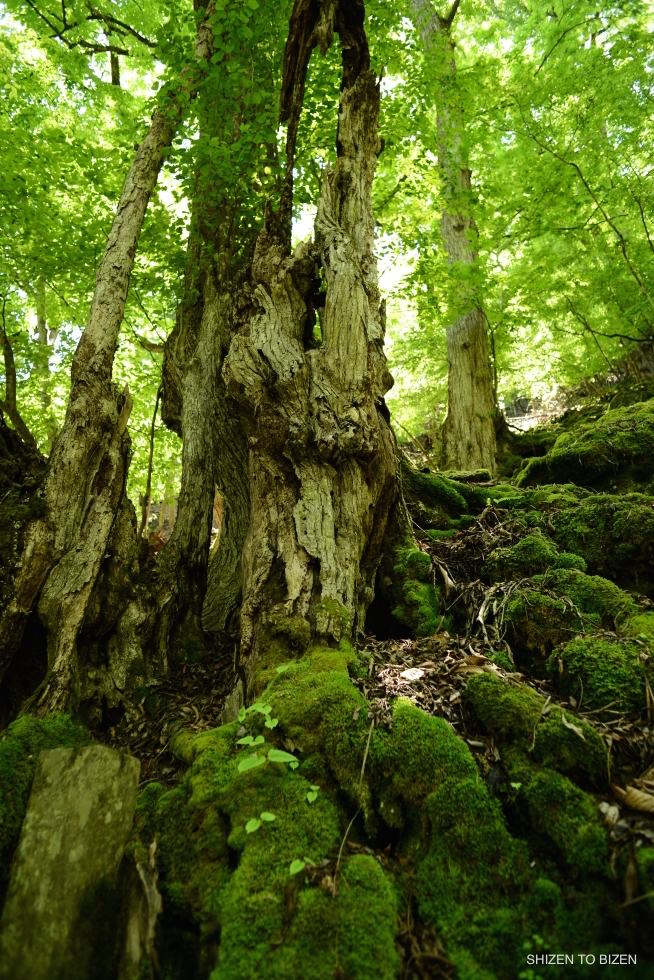 24807mitsumineDSC_8942