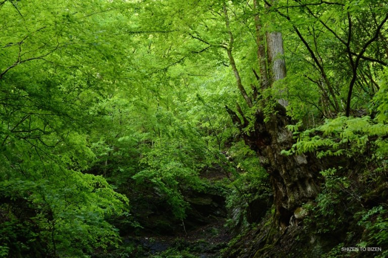 24815mitsumineDSC_8768