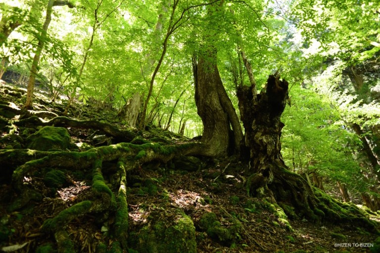 24852mitsumineDSC_8943