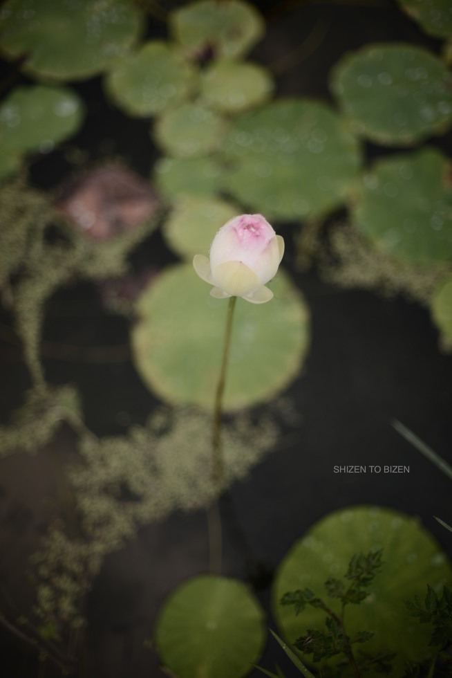 _1572016julystDSC_1225