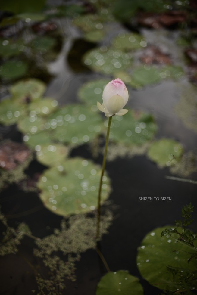 _1632016julystDSC_1235