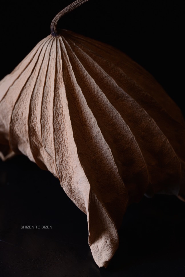 _1059karehasuDSC_2584