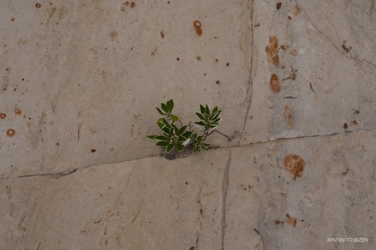 _107520160821DSC_2608