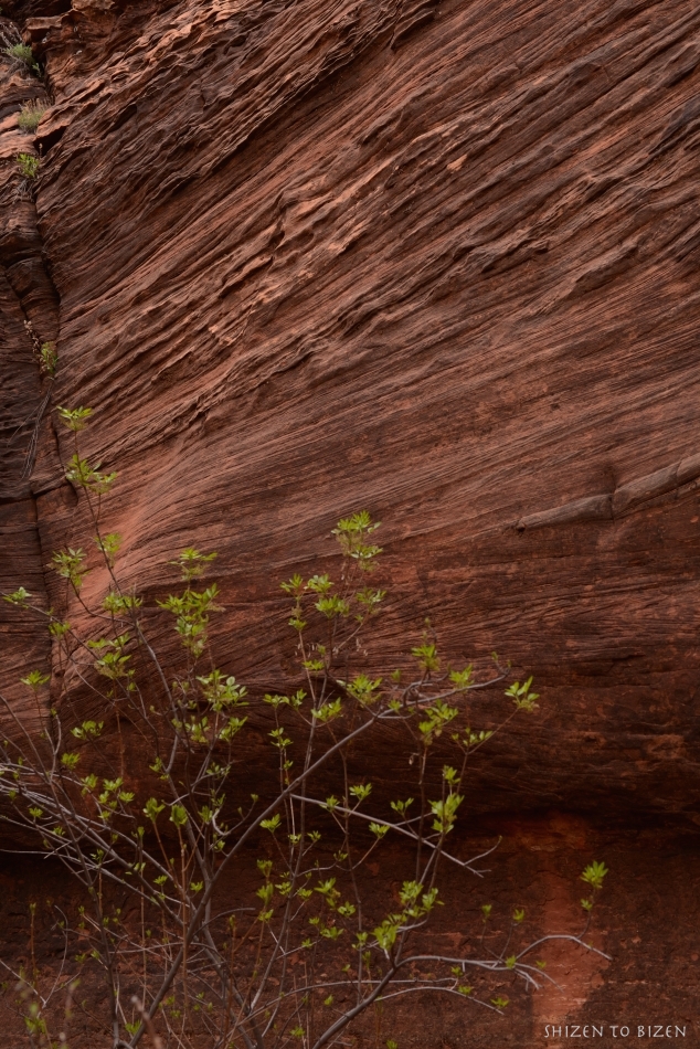 39752014azgcDSC_7627